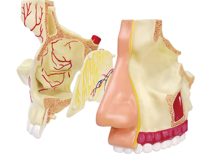 4D MASTERS 4D HUMAN ANATOMY - NOSE & OLFACTORY