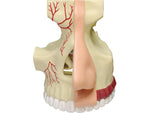 4D MASTERS 4D HUMAN ANATOMY - NOSE & OLFACTORY