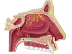 4D MASTERS 4D HUMAN ANATOMY - NOSE & OLFACTORY