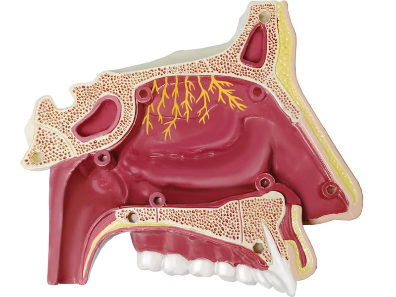 4D MASTERS 4D HUMAN ANATOMY - NOSE & OLFACTORY