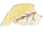 4D MASTERS 4D HUMAN ANATOMY - NOSE & OLFACTORY