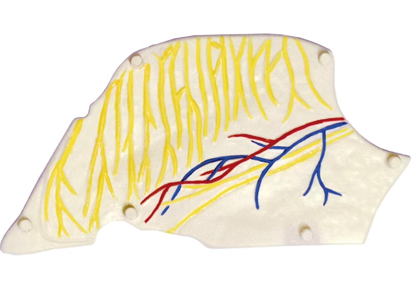 4D MASTERS 4D HUMAN ANATOMY - NOSE & OLFACTORY