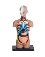 4D MASTERS 4D HUMAN ANATOMY - SMALL TORSO