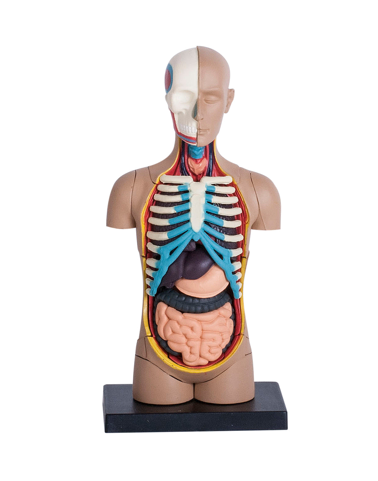 4D MASTERS 4D HUMAN ANATOMY - SMALL TORSO