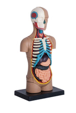 4D MASTERS 4D HUMAN ANATOMY - SMALL TORSO