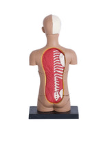 4D MASTERS 4D HUMAN ANATOMY - SMALL TORSO