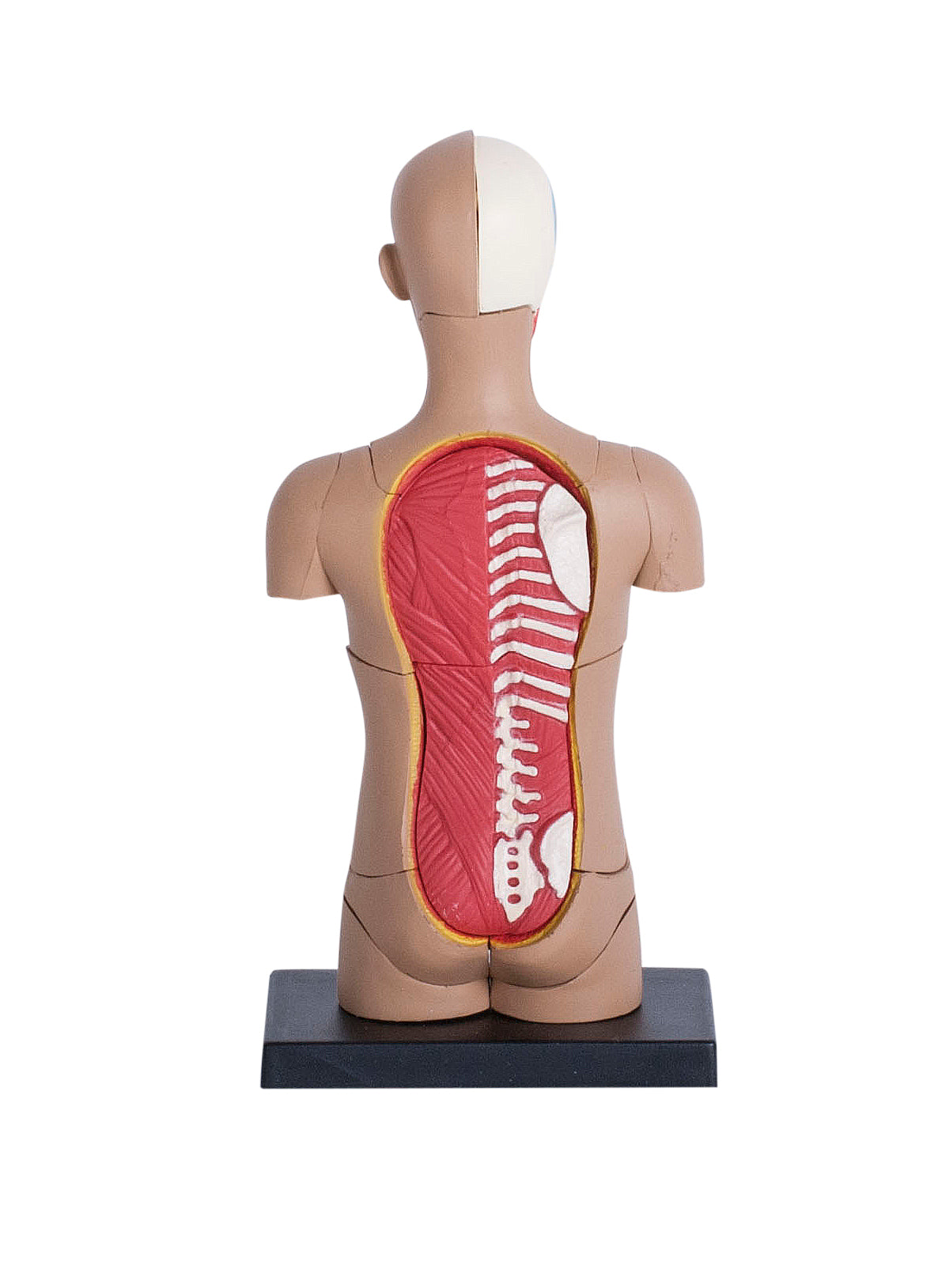 4D MASTERS 4D HUMAN ANATOMY - SMALL TORSO