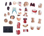 4D MASTERS 4D HUMAN ANATOMY - SMALL TORSO