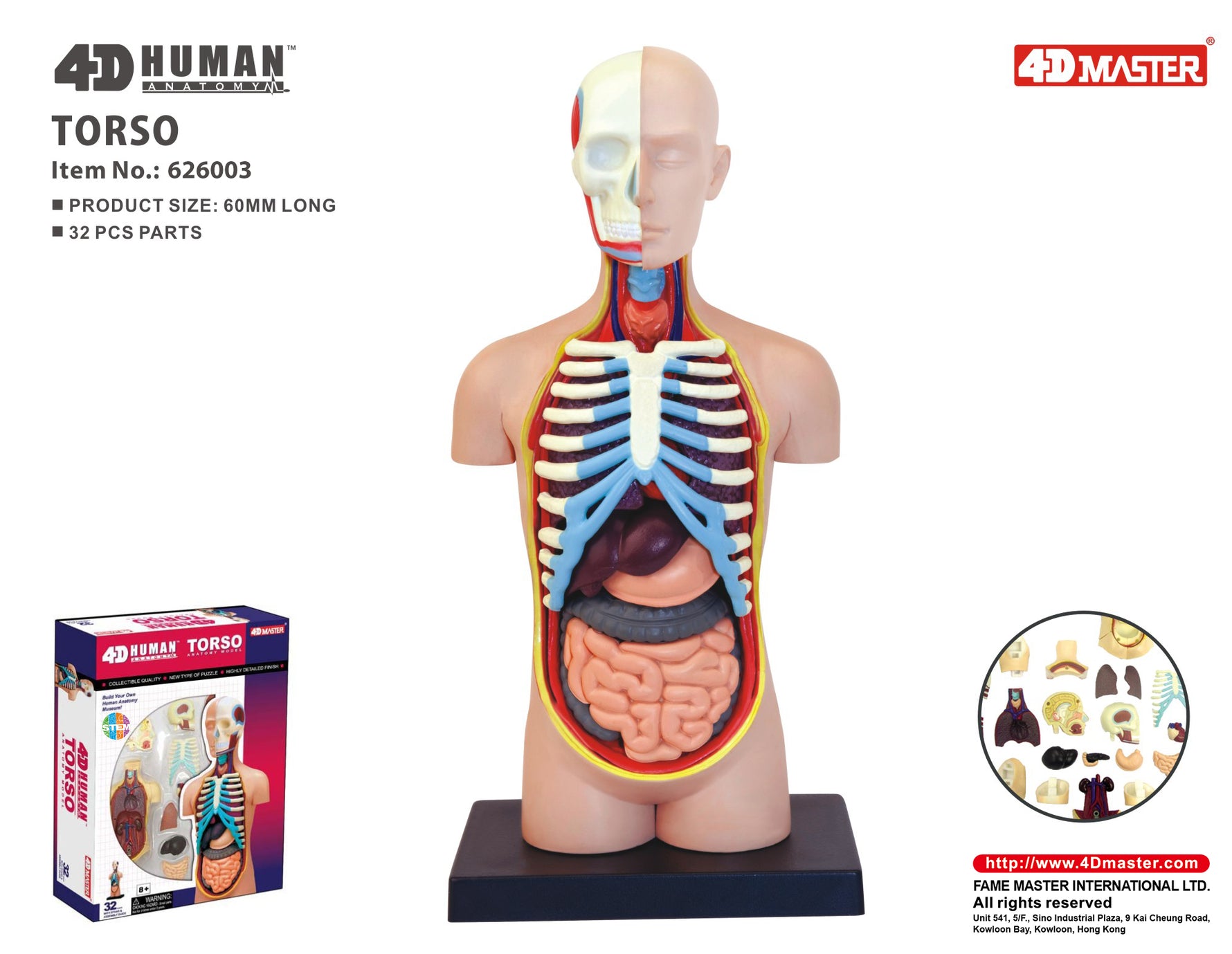 4D MASTERS 4D HUMAN ANATOMY - SMALL TORSO