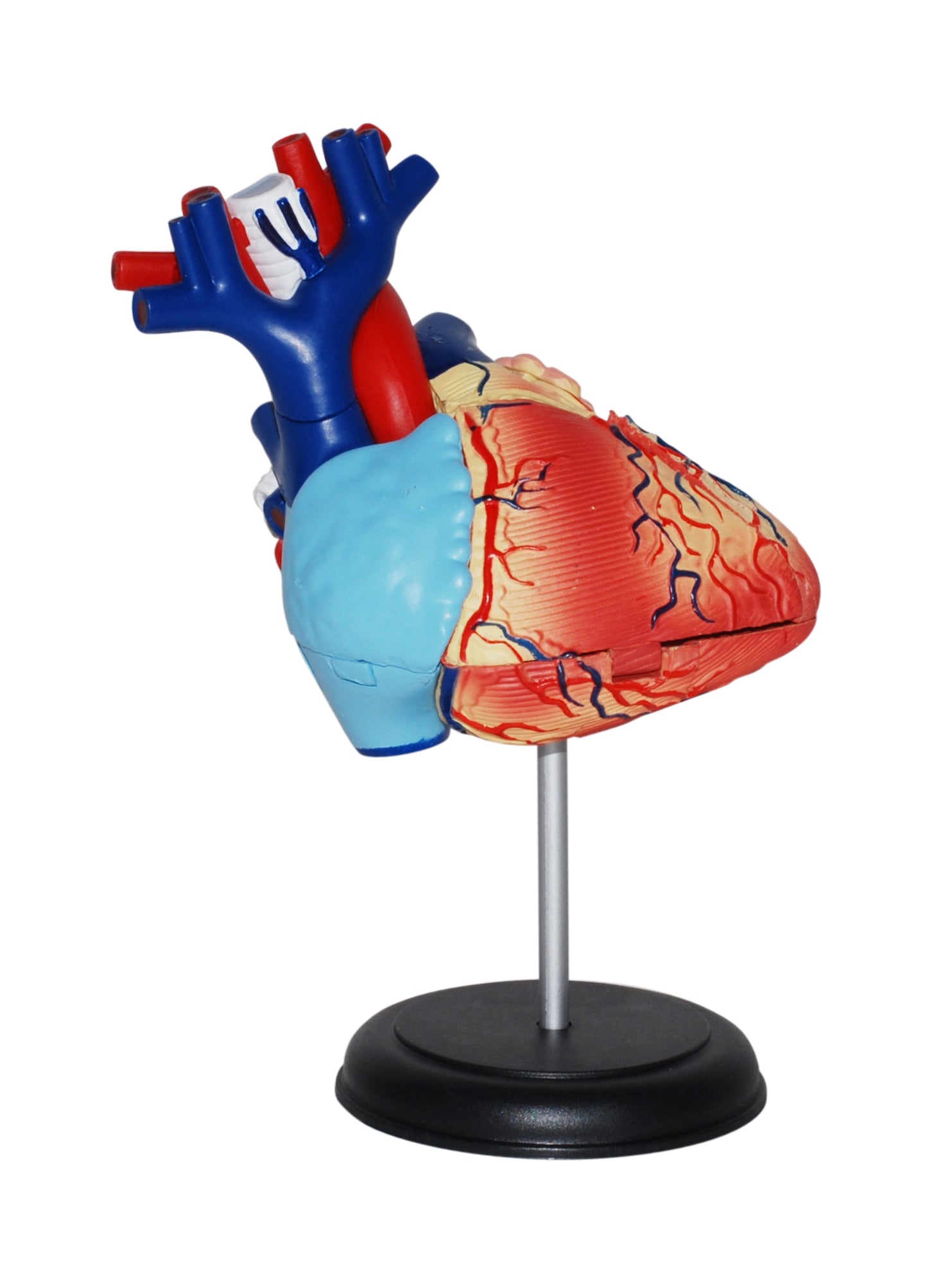 4D MASTERS 4D HUMAN ANATOMY - HEART