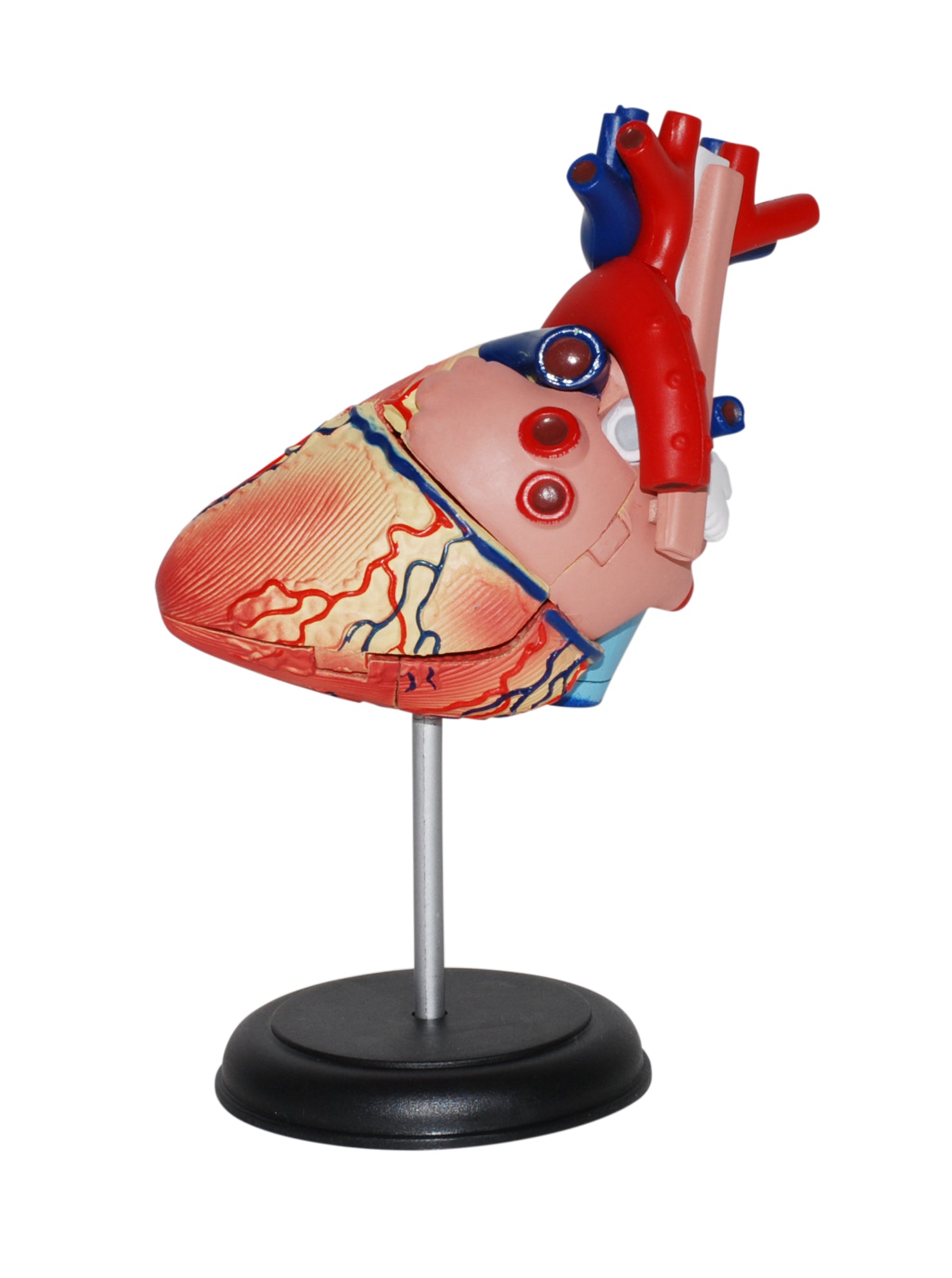 4D MASTERS 4D HUMAN ANATOMY - HEART