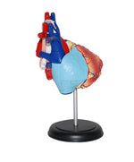 4D MASTERS 4D HUMAN ANATOMY - HEART