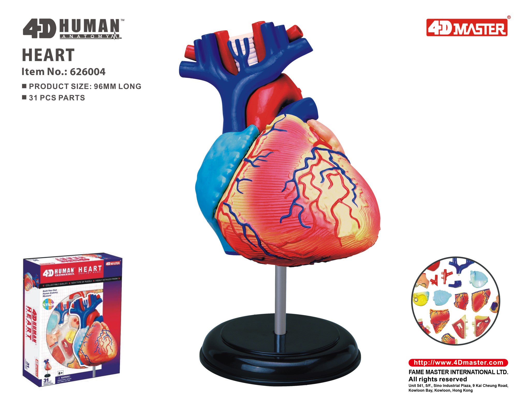 4D MASTERS 4D HUMAN ANATOMY - HEART