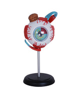 4D MASTERS 4D HUMAN ANATOMY - EYEBALL