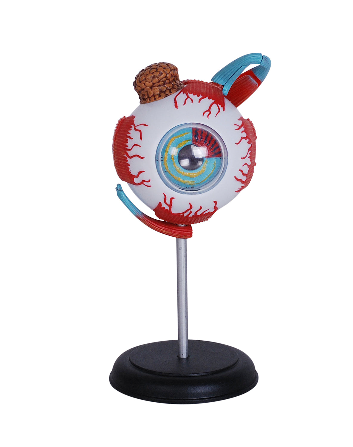 4D MASTERS 4D HUMAN ANATOMY - EYEBALL
