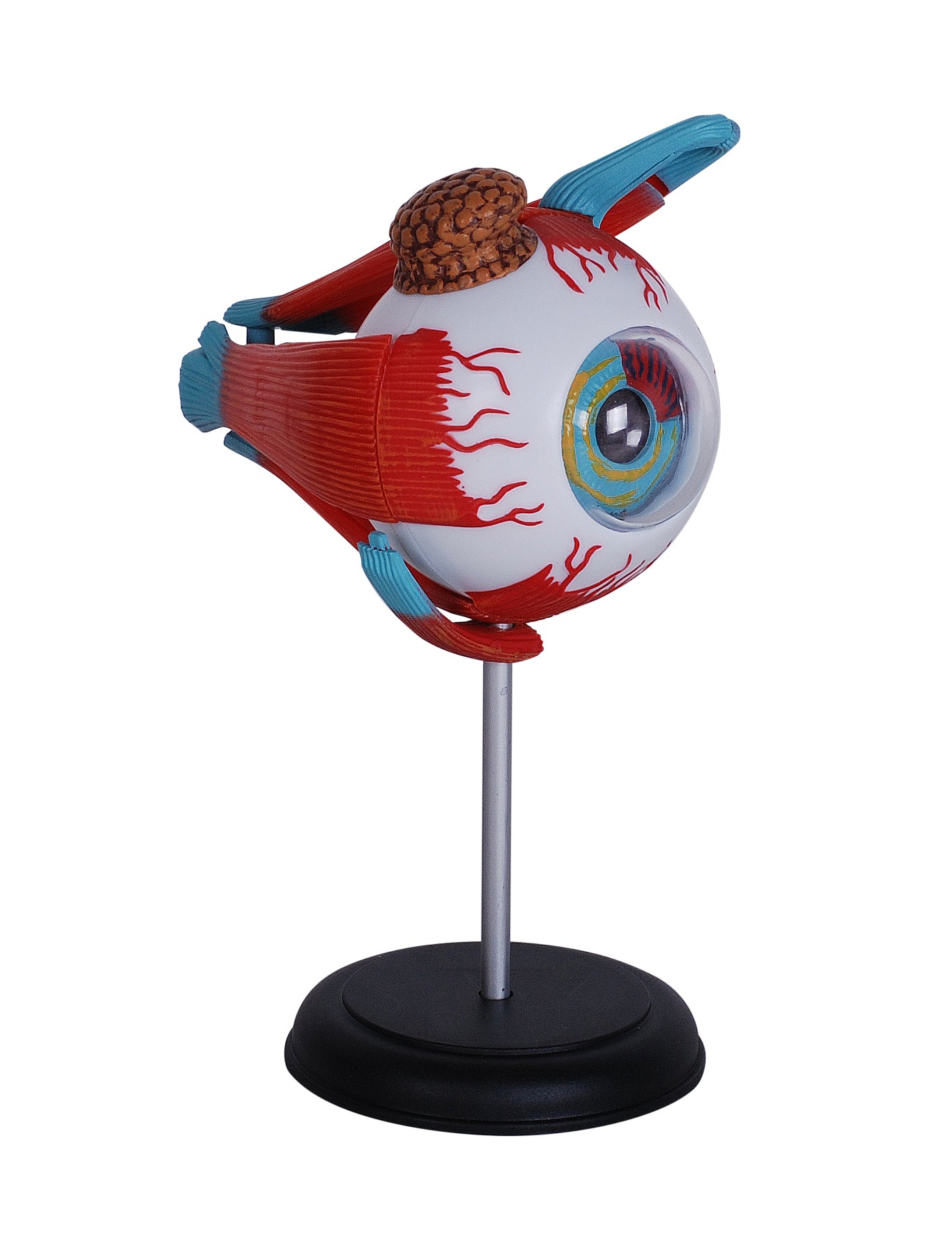 4D MASTERS 4D HUMAN ANATOMY - EYEBALL