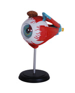 4D MASTERS 4D HUMAN ANATOMY - EYEBALL