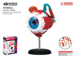4D MASTERS 4D HUMAN ANATOMY - EYEBALL