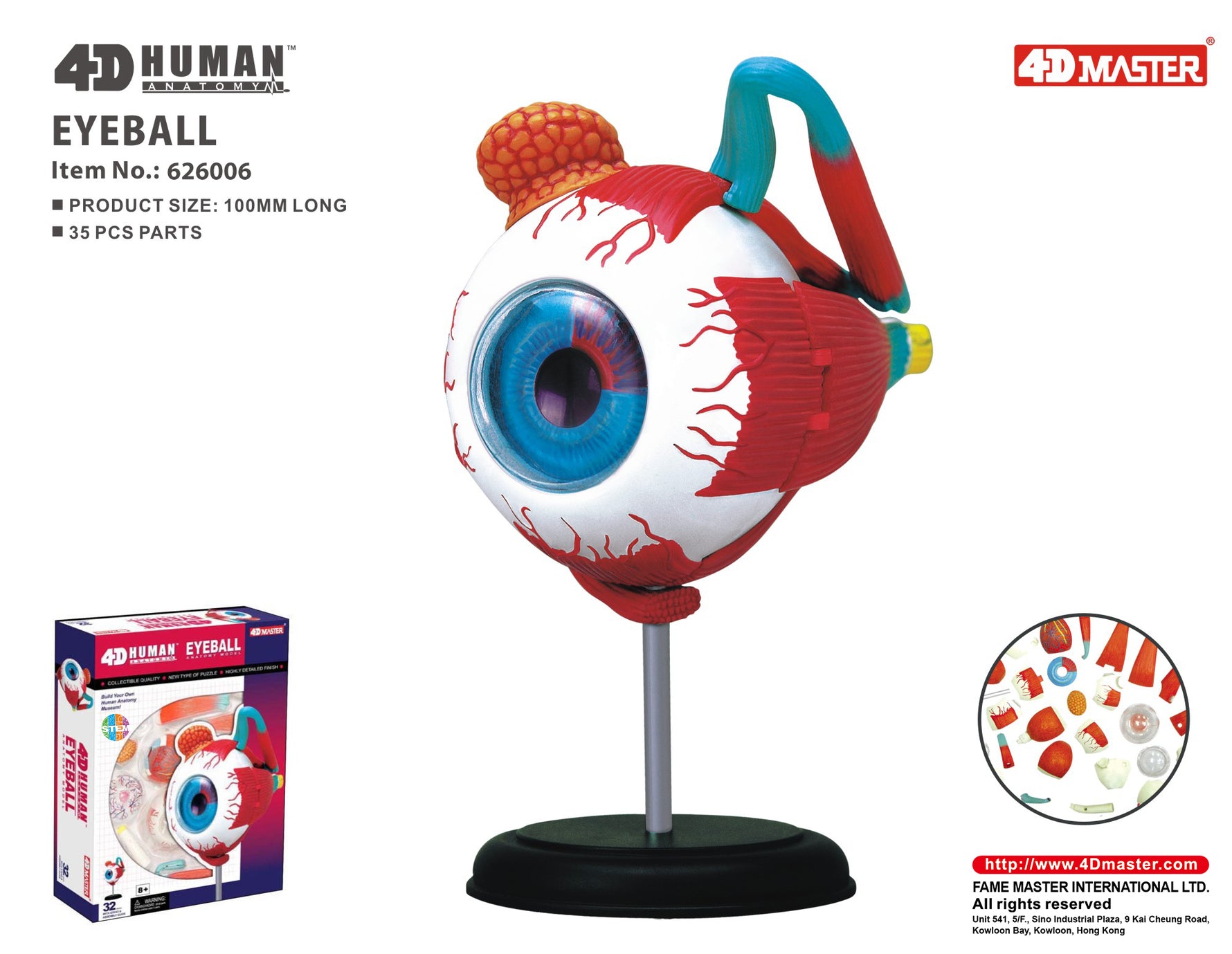 4D MASTERS 4D HUMAN ANATOMY - EYEBALL