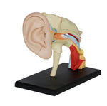 4D MASTERS 4D HUMAN ANATOMY - EAR