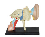 4D MASTERS 4D HUMAN ANATOMY - EAR