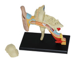 4D MASTERS 4D HUMAN ANATOMY - EAR