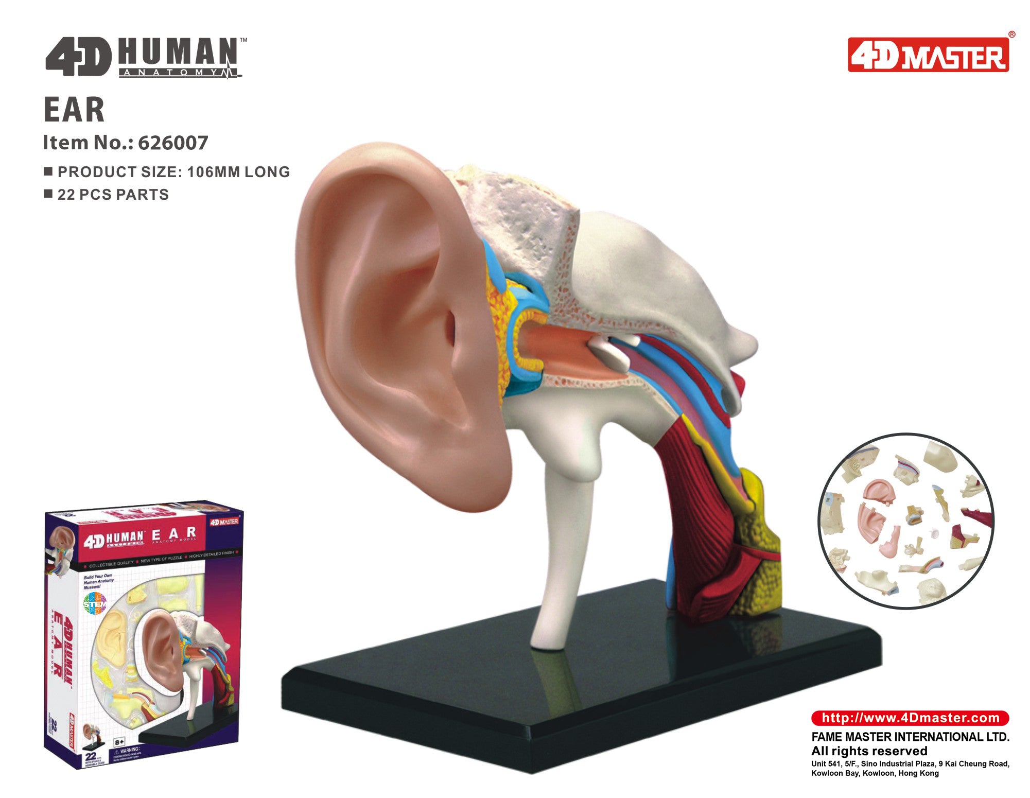 4D MASTERS 4D HUMAN ANATOMY - EAR