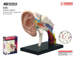 4D MASTERS 4D HUMAN ANATOMY - EAR
