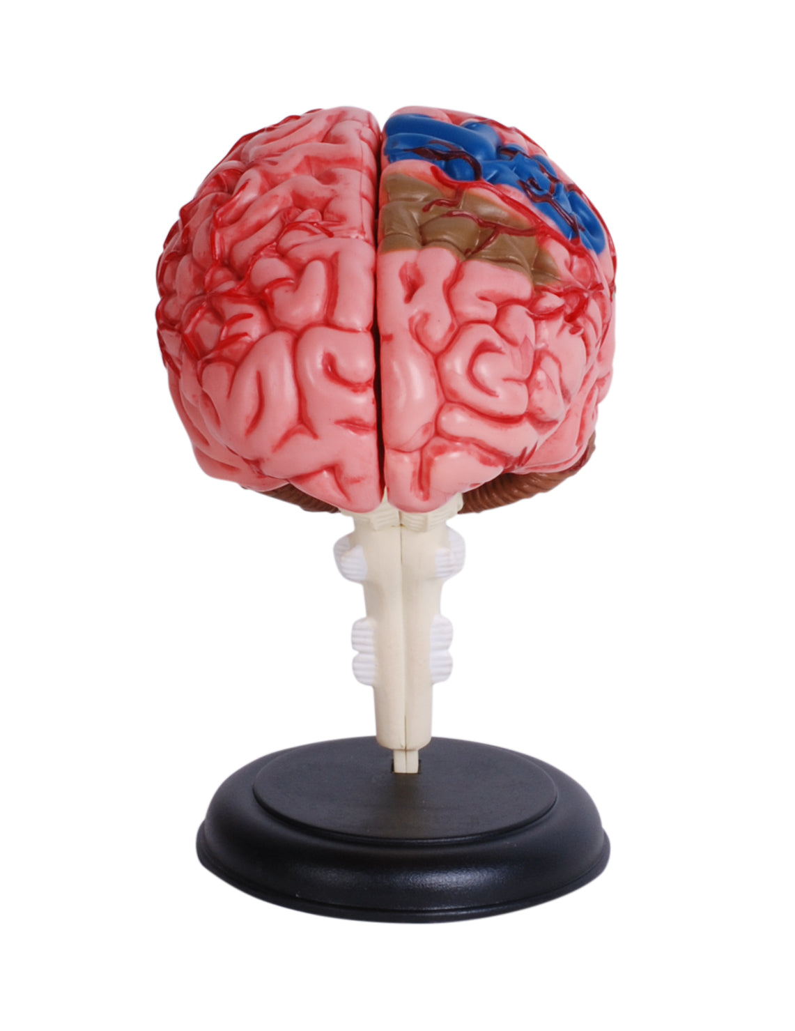 4D MASTERS 4D HUMAN ANATOMY - HUMAN BRAIN