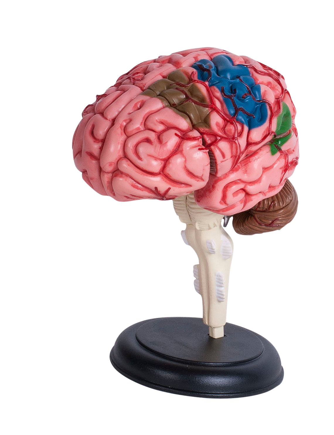 4D MASTERS 4D HUMAN ANATOMY - HUMAN BRAIN