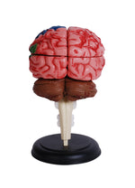 4D MASTERS 4D HUMAN ANATOMY - HUMAN BRAIN