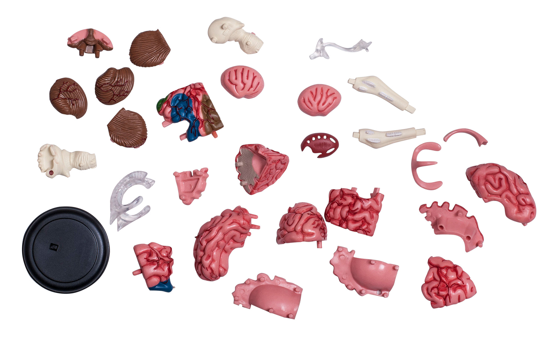 4D MASTERS 4D HUMAN ANATOMY - HUMAN BRAIN