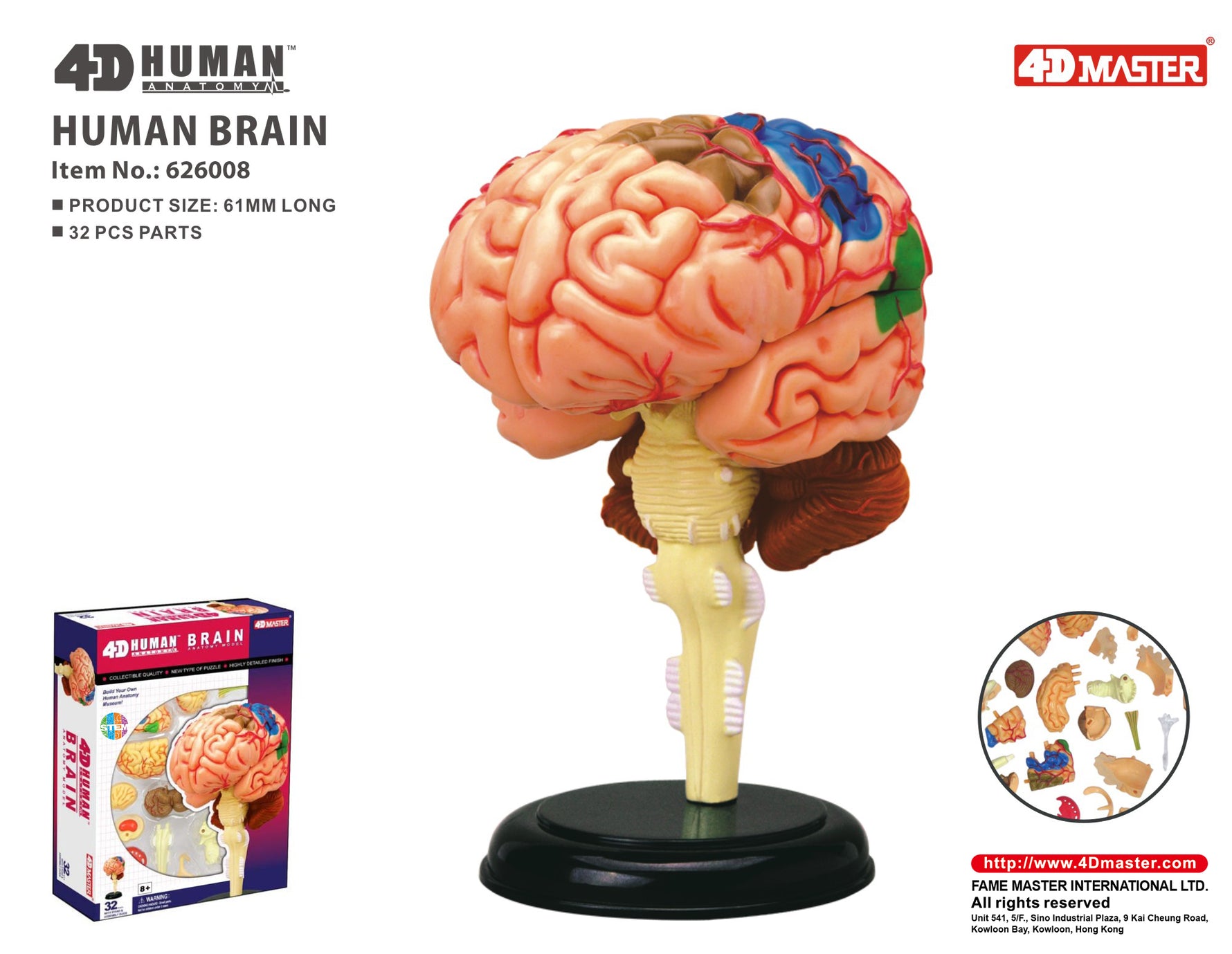 4D MASTERS 4D HUMAN ANATOMY - HUMAN BRAIN