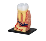 4D MASTERS 4D HUMAN ANATOMY - TRIPLE-ROOT MOLAR