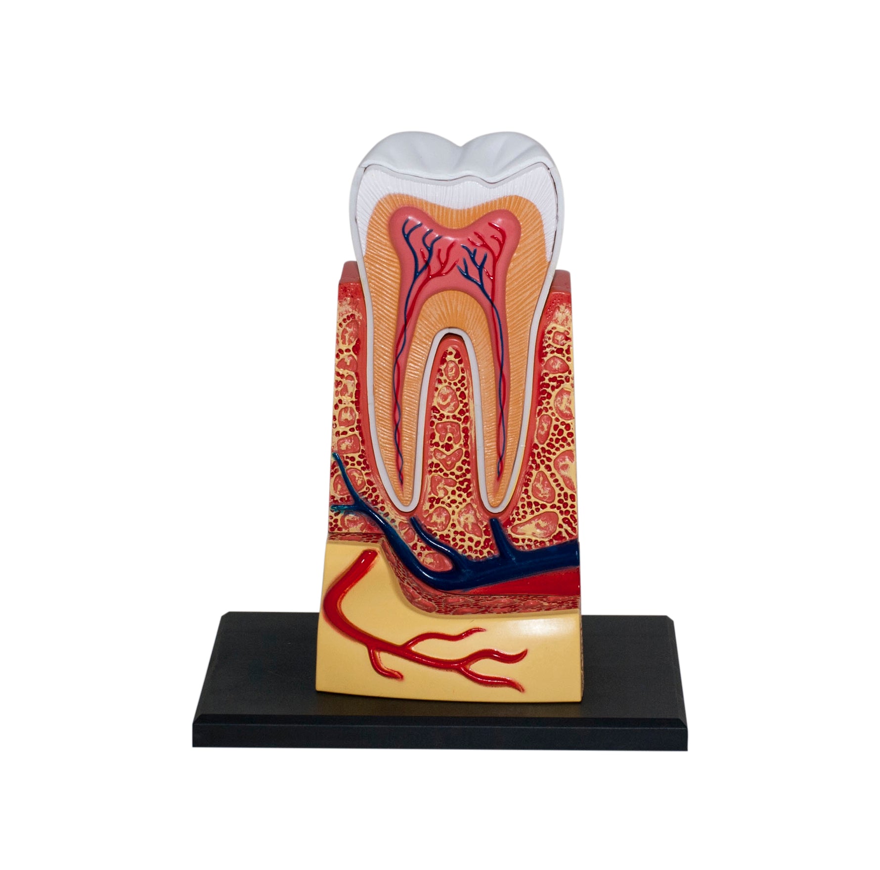 4D MASTERS 4D HUMAN ANATOMY - TRIPLE-ROOT MOLAR