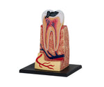 4D MASTERS 4D HUMAN ANATOMY - TRIPLE-ROOT MOLAR