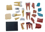 4D MASTERS 4D HUMAN ANATOMY - TRIPLE-ROOT MOLAR