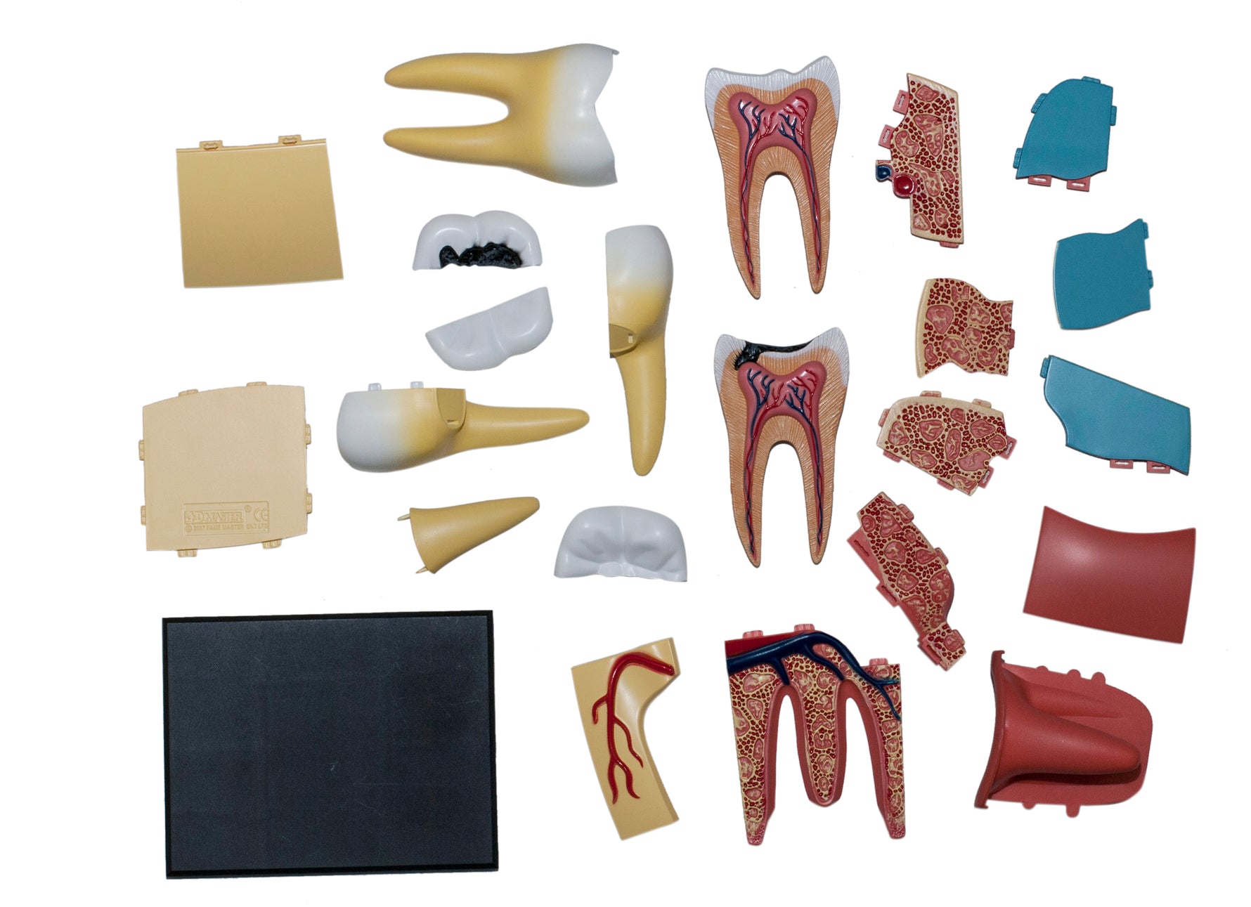 4D MASTERS 4D HUMAN ANATOMY - TRIPLE-ROOT MOLAR