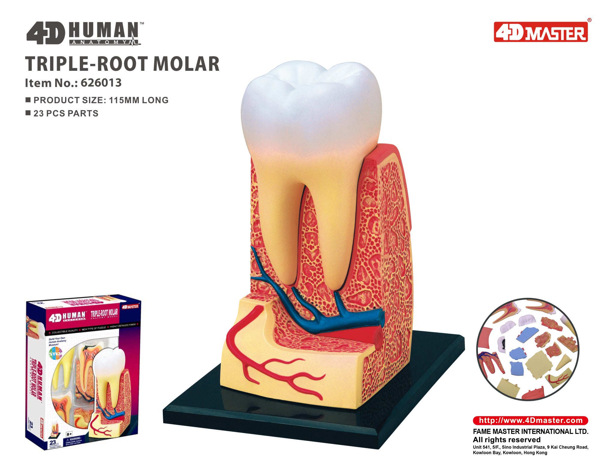 4D MASTERS 4D HUMAN ANATOMY - TRIPLE-ROOT MOLAR