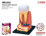 4D MASTERS 4D HUMAN ANATOMY - TRIPLE-ROOT MOLAR