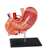 4D MASTERS 4D HUMAN ANATOMY - STOMACH