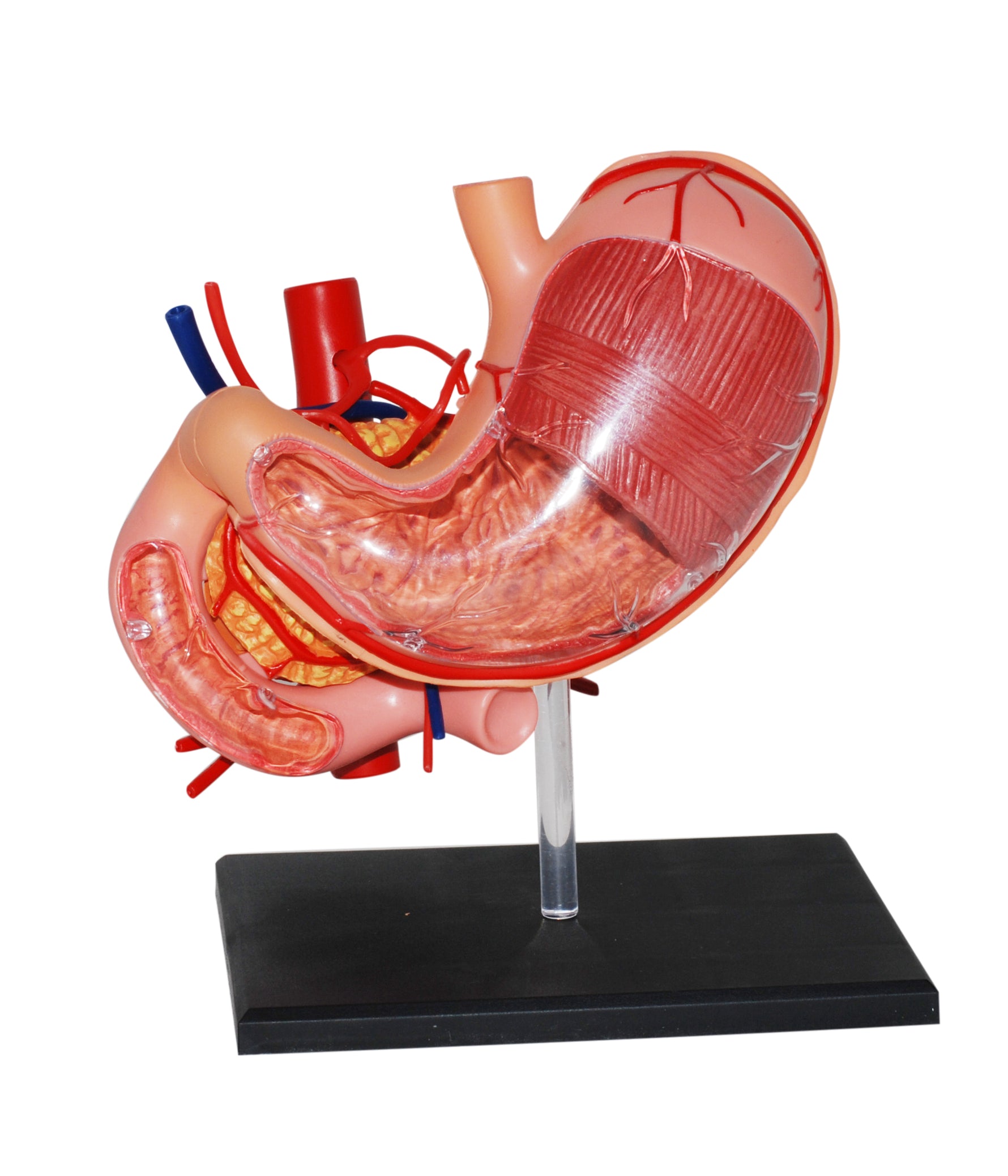 4D MASTERS 4D HUMAN ANATOMY - STOMACH