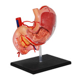4D MASTERS 4D HUMAN ANATOMY - STOMACH