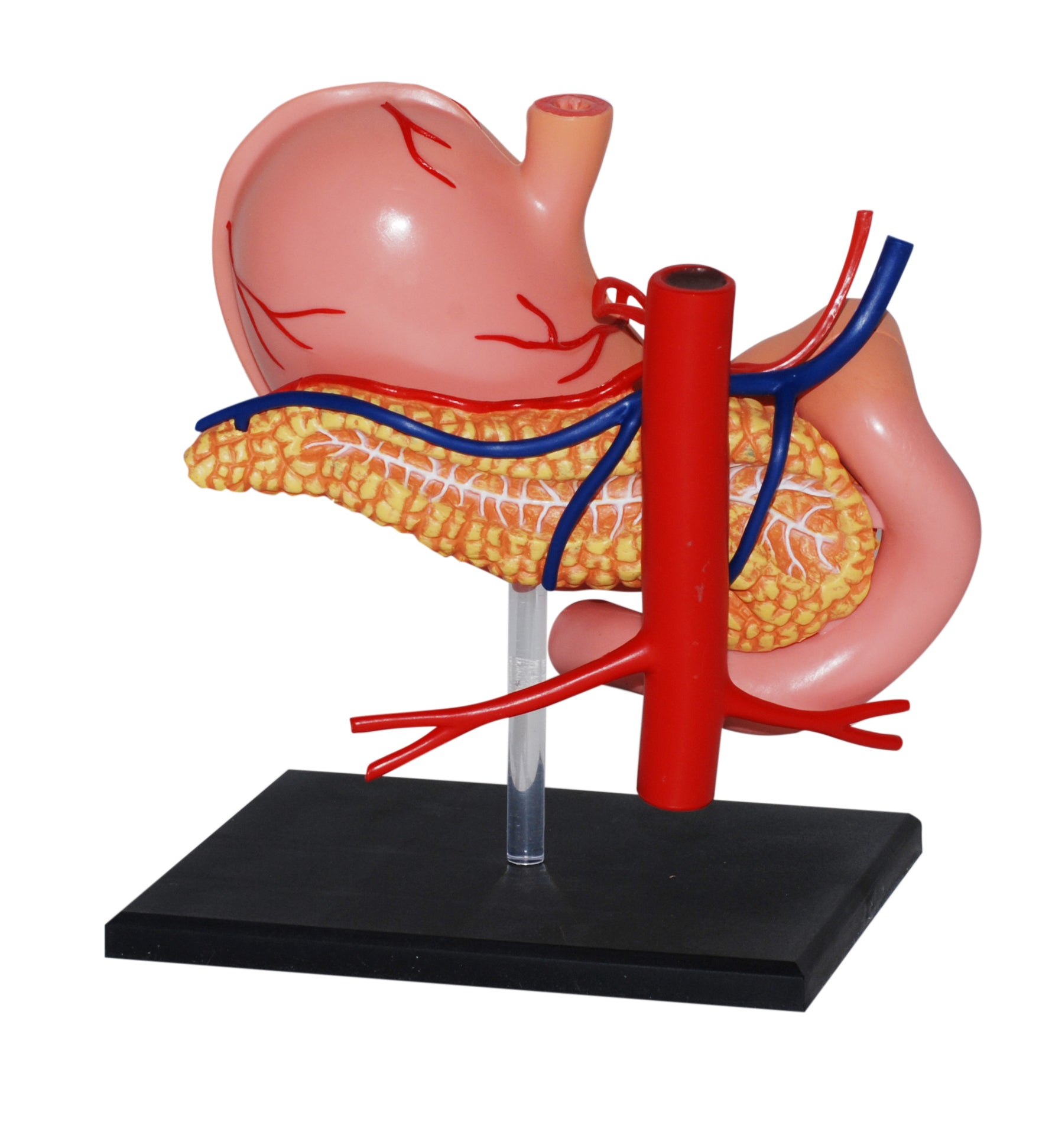 4D MASTERS 4D HUMAN ANATOMY - STOMACH
