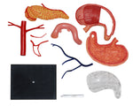 4D MASTERS 4D HUMAN ANATOMY - STOMACH