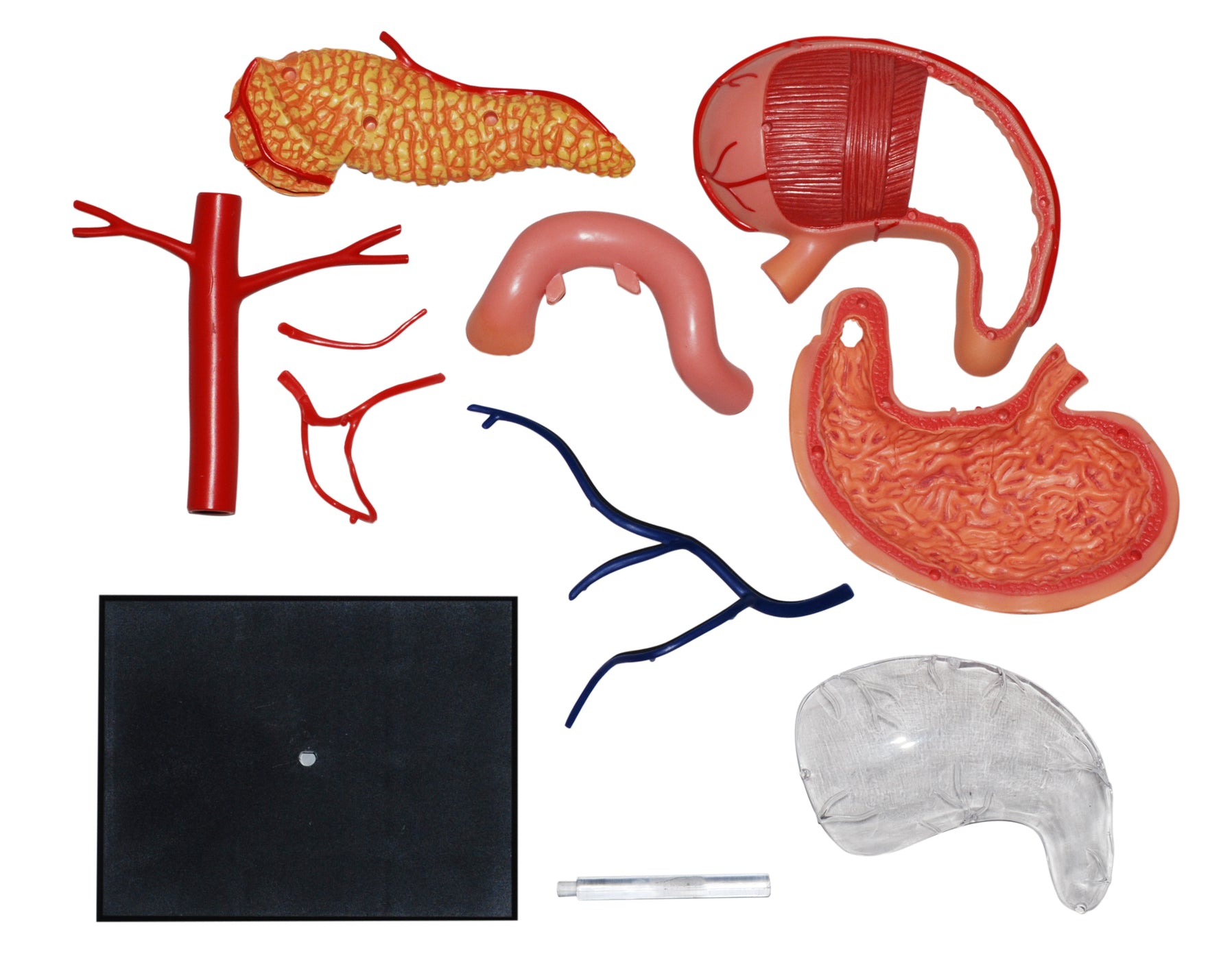 4D MASTERS 4D HUMAN ANATOMY - STOMACH