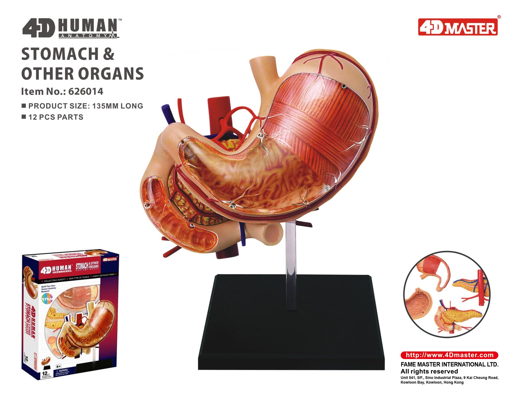 4D MASTERS 4D HUMAN ANATOMY - STOMACH