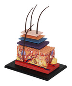 4D MASTERS 4D HUMAN ANATOMY - SKIN SECTION MODEL