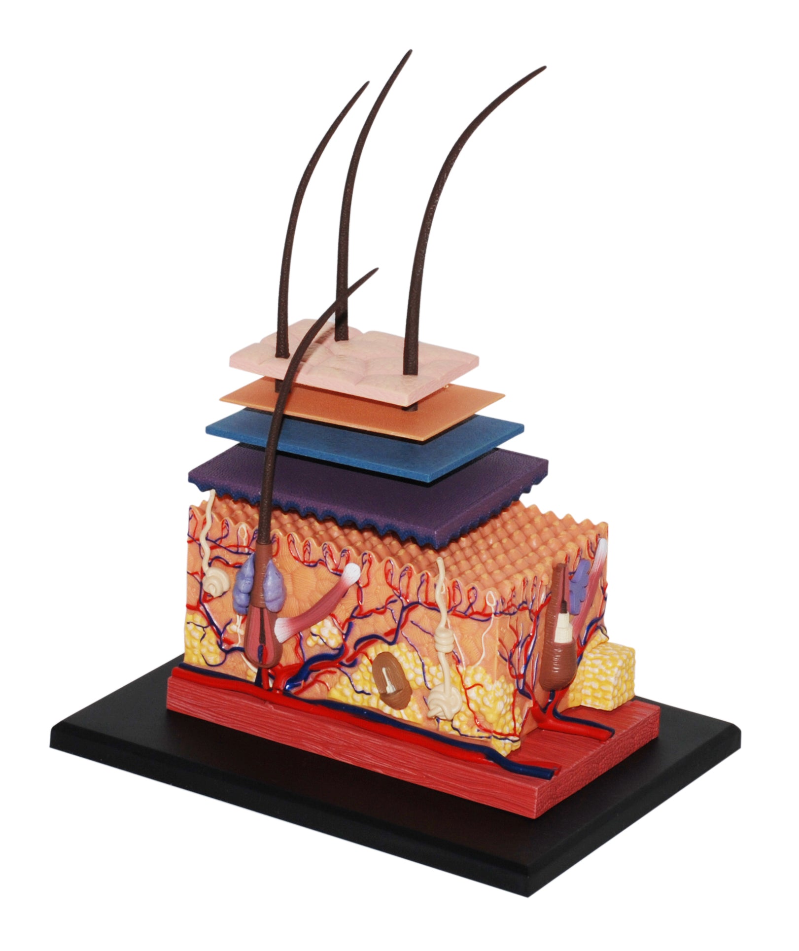 4D MASTERS 4D HUMAN ANATOMY - SKIN SECTION MODEL