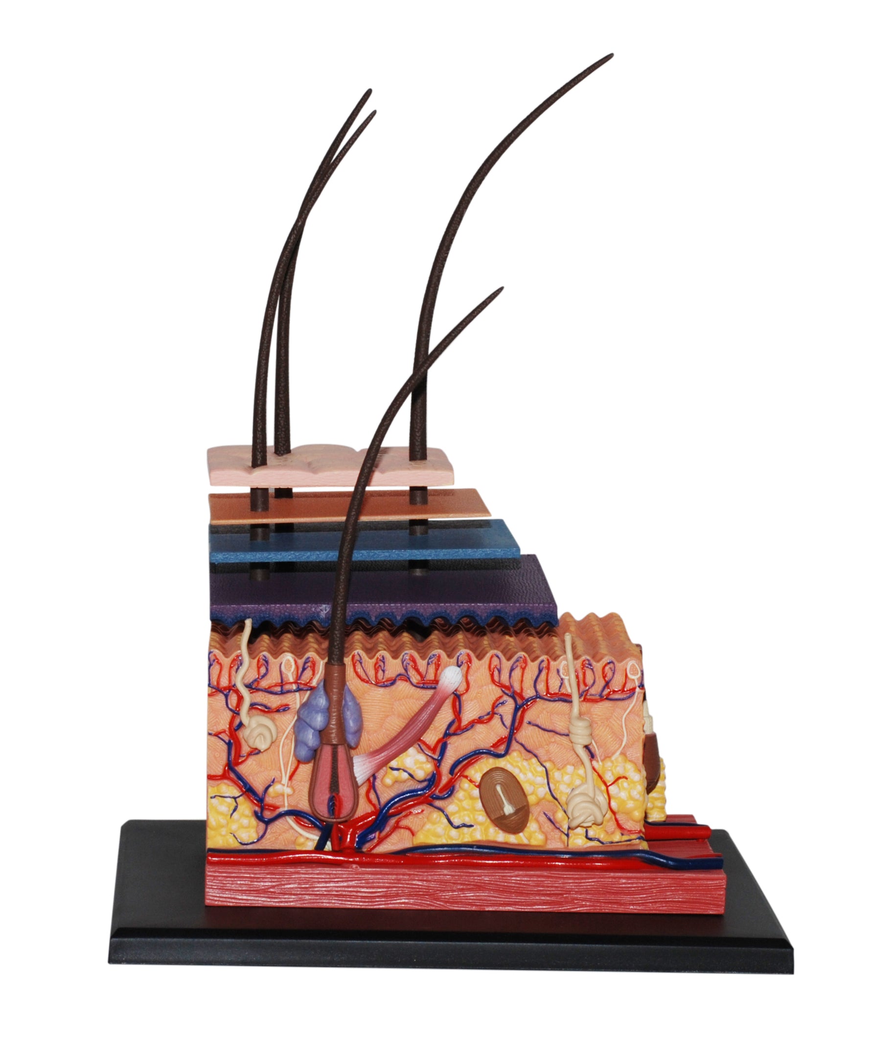 4D MASTERS 4D HUMAN ANATOMY - SKIN SECTION MODEL